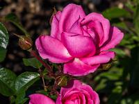 Zwei pinkfarbene Rosen